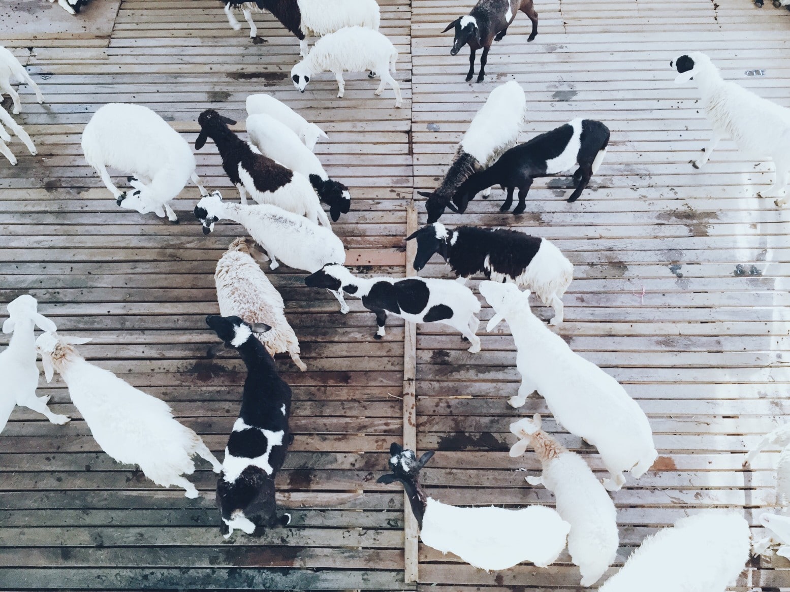 Ein selbst verlegter Terrassenboden aus Holz ist auch für Tiere angenehm. Foto WR36 via Twenty20