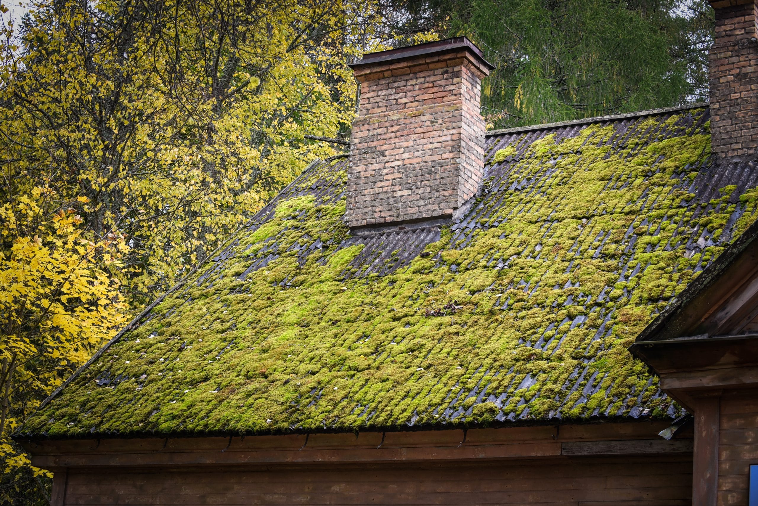 Moos auf dem Dach – schädlich oder nützlich Foto twenty20photos