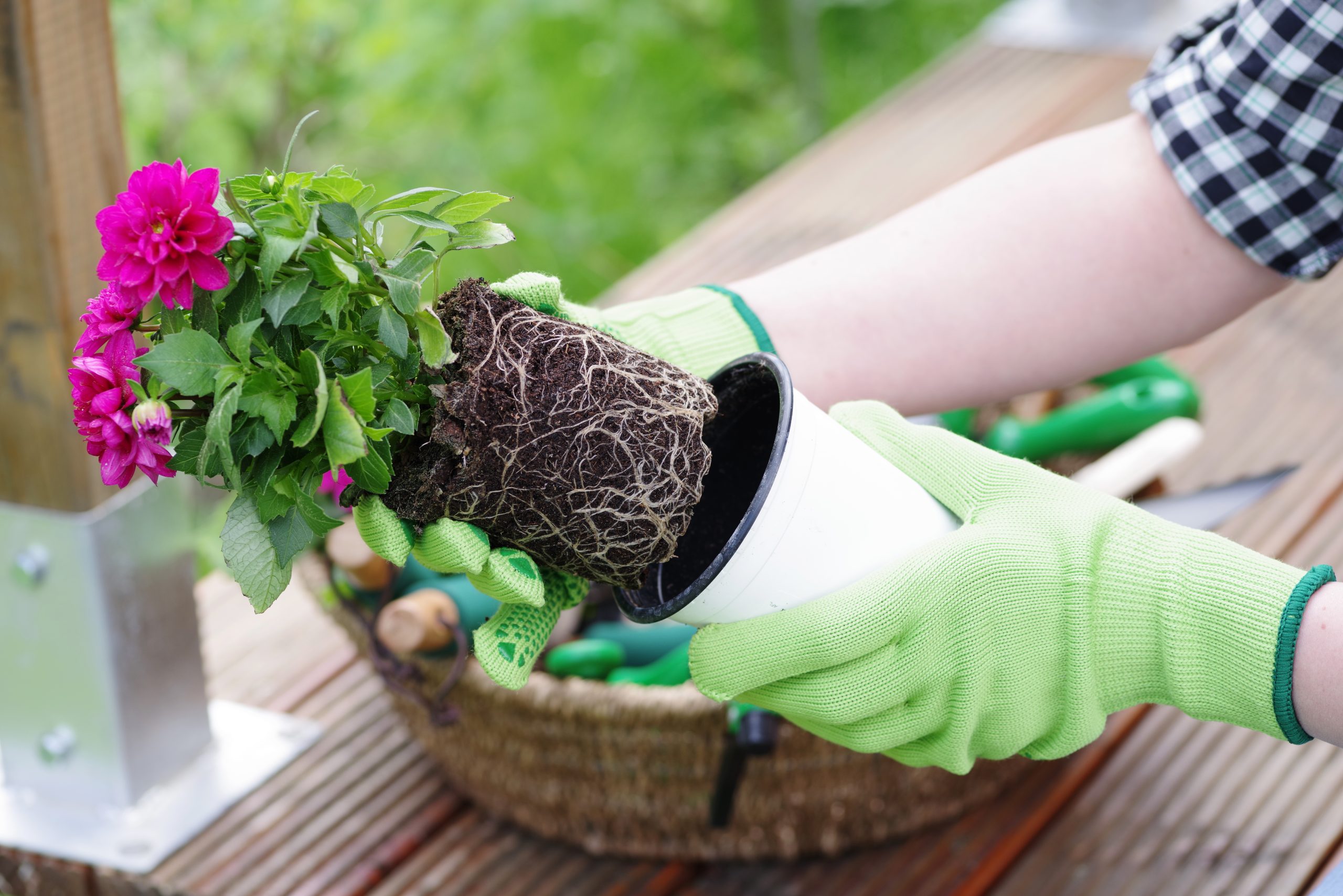 Wer Pflanzen umtopfen möchte sollte auch als Hobbygärtner einiges beachten. Foto: ©Wellnhofer Designs / stock adobe
