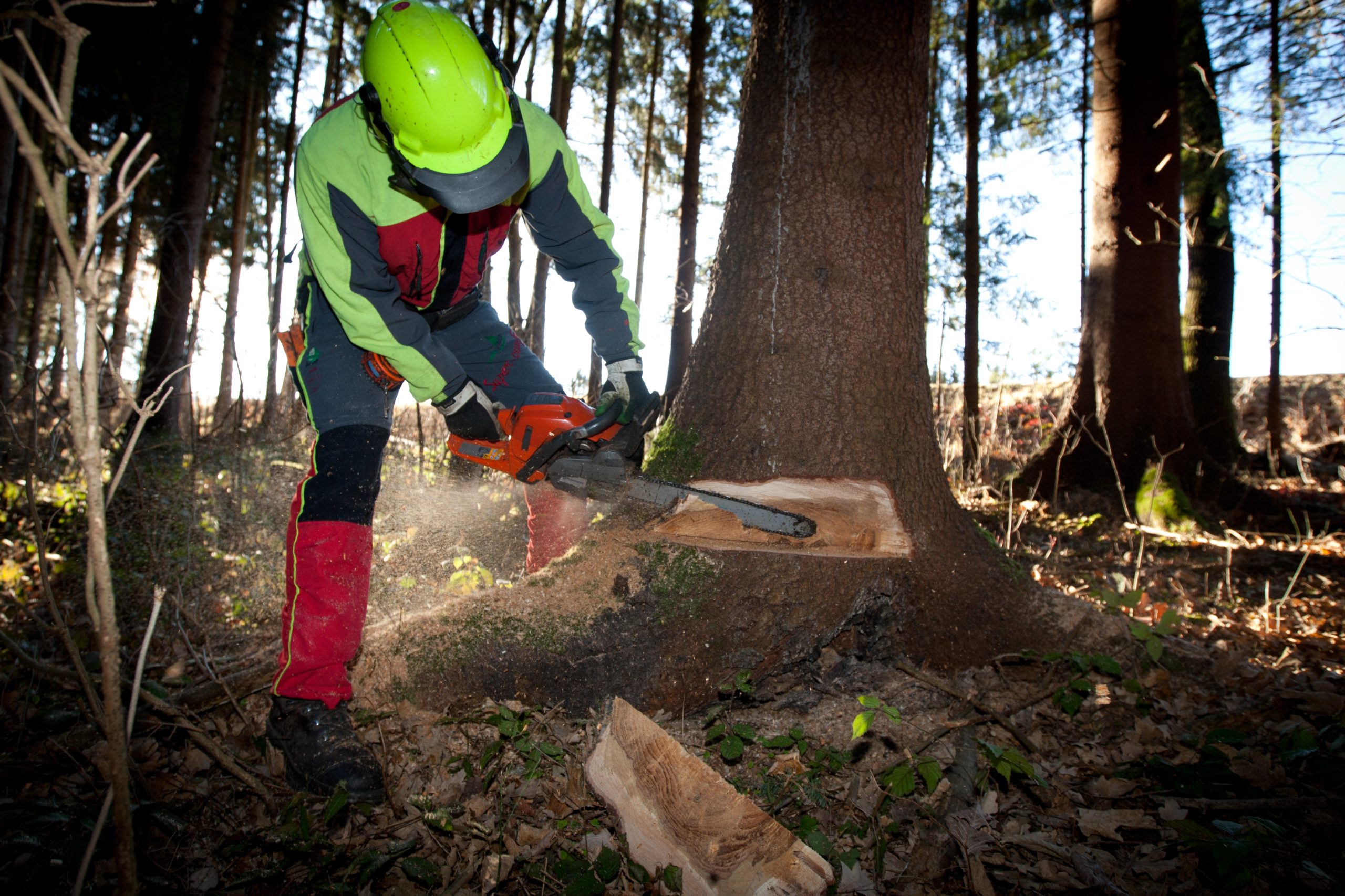 Sicherheit zuerst – beim Bäume Fällen gilt dies für alle Beteiligte. Foto © Lunghammer stock dobe